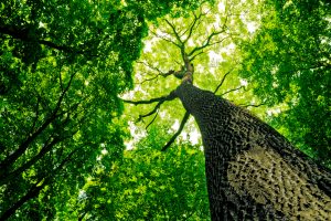 Torre HSBC y edificios amigables con el medioambiente